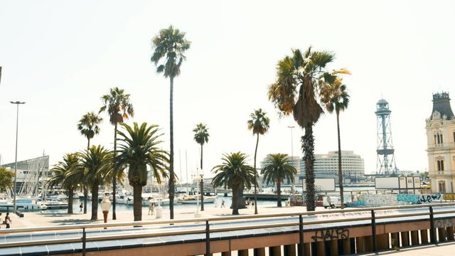 Palm trees in sunny Barcelona. Beautiful nature. Summer