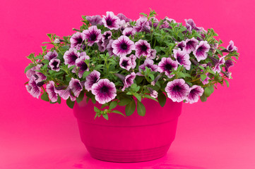 Fototapeta premium Beautiful bouquet of flowers surfinia in a pot isolated on a white background.