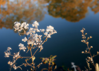 tree reflecting in the water