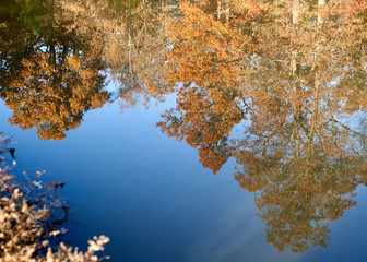 autumn leaves reflecting in water