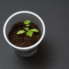 Close-up a can with a green tomato seedling.