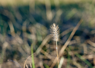 dry grass in the wind