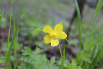 Swamp buttercup at Harms Woods in Skokie, Illinois  on a rainy day with rain drops