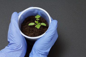 Close up hands of female gardener is holding green tomato seedling.