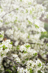 Spring blooming trees, blured flowers background