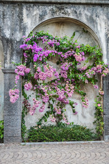 beautiful purple bougainvillea flowers in an arched niche