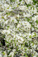 Spring blooming trees, blured flowers background
