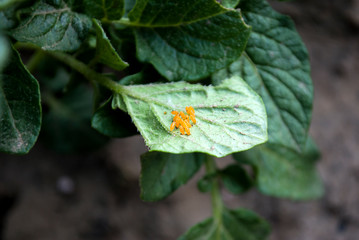 Colorado beetle eggs. Harm to agriculture.