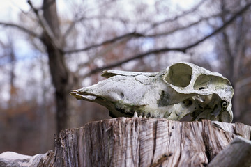 skull of the dead tree