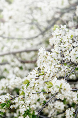 Spring blooming trees, blured flowers background