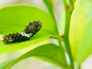 アゲハチョウの幼虫