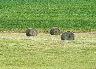 hay bales in the field