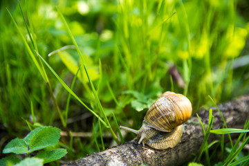 Macro photography of a snail on a tree branch snail on the leaf.snail on the leaf.