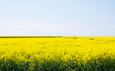 Obraz premium Yellow rapeseed field and blue sky. Agriculture.