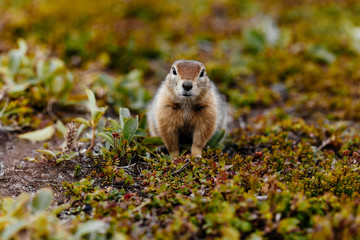 American gopher in the wild