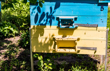 Yellow and blue beehives in garden, 