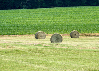 hay bales in the field