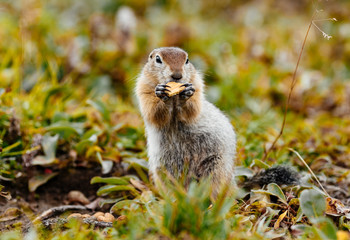 American gopher in the wild