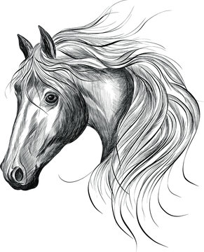 Black White Horse Head Sketch Vector