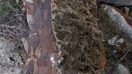fossil © Пётр Шагиев