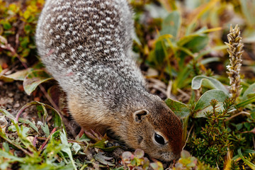 American gopher in the wild