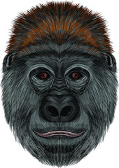 gorilla head funny shaggy gray with red eyes