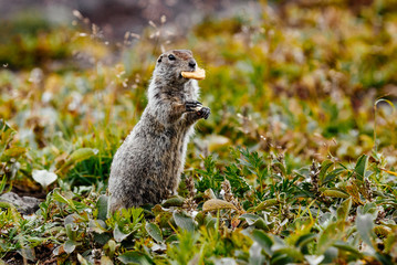 American gopher in the wild