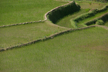 A detail to the Banaue rice terrace at hungduan rice terraces - ifugao