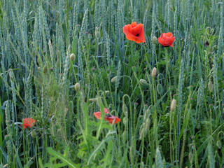 Red poppies bloom among a variety of field herbs.