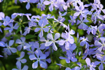 many small purple flowers in the flowerbed