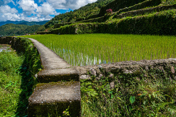 A walking path through the Banaue rice terrace at hungduan rice terraces - ifugao with a look in the valley