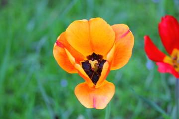 Fototapeta premium large opened orange tulip with a yellow pestle and a black middle