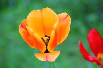 Fototapeta premium yellow-orange opened tulip in the flowerbed