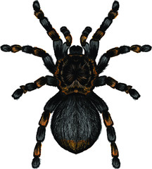 tarantula spider black brown orange