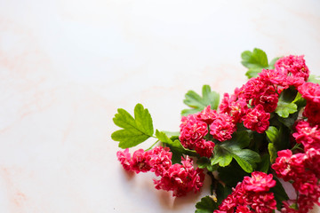 greeting card design. flower composition. frame of red flowers and space for text. invitation....