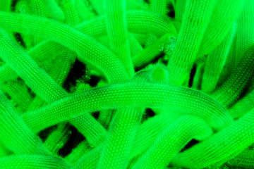 The Cactus.
Green monochrome close up picture of a cactus.
