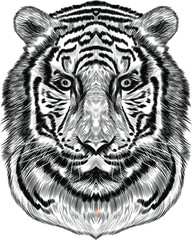 black and white tiger head sketch vector