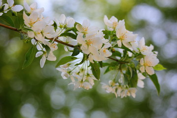branch of a blossoming white apple tree
