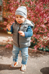 a child dressed in jeans standing near a flowering Bush with pink flowers with a dandelion in his hands