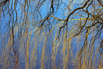 Fototapeta premium Spring tree branhes with water on background. Nature background with bright colors.