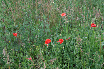 Red poppies bloom among a variety of field herbs.