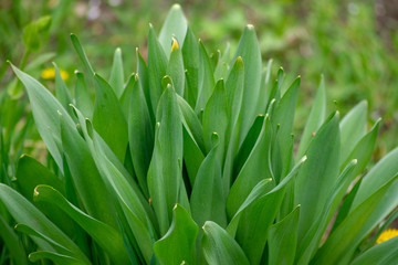 A green plant with large elongated leaves.