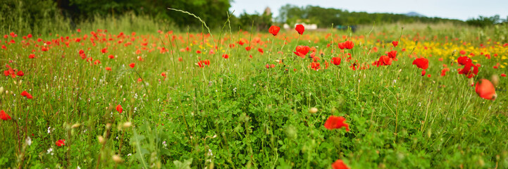 Field of bright red corn poppy flowers in summer