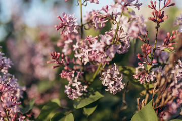 Spring blooming lilac tree flowers. Soft focus