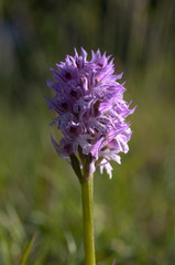 dreizähniges knabenkraut orchis tridentata standort nähe roßbach in nordhessen