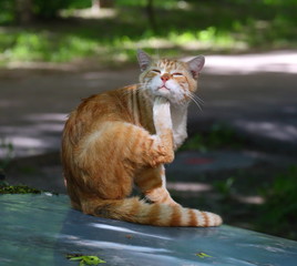 Red cat sitting on the hood of a car, propping his head with his hind paw