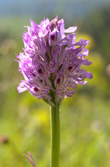 dreizähniges knabenkraut orchis tridentata fundort nähe roßbach in nordhessen
