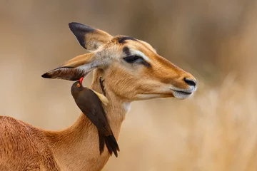 Foto auf Acrylglas Antilope Impala-Weibchen, die auf der Savanne mit rotem Madenhacker auf dem Kopf im Krüger-Nationalpark in Südafrika stehen?
