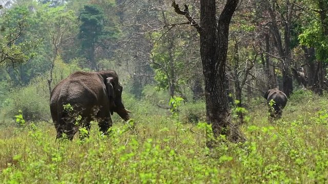 The Asian elephant, also called Asiatic elephant, is the only living species of the genus Elephas and is distributed throughout the Indian subcontinent and Southeast Asia