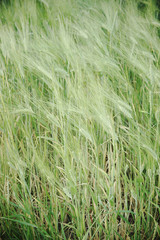Wheat ears as background. Unripe grain. Harvest cereals.